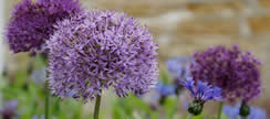Horticulture