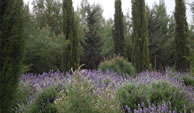 Garden design