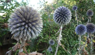 Horticulture